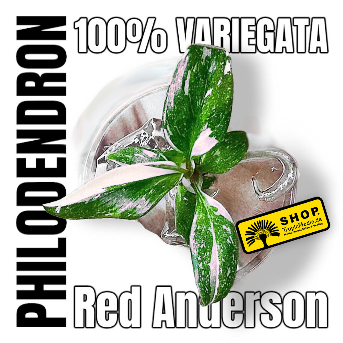 Philodendron Red Anderson 100% Variegata Tissue Culture (TC)