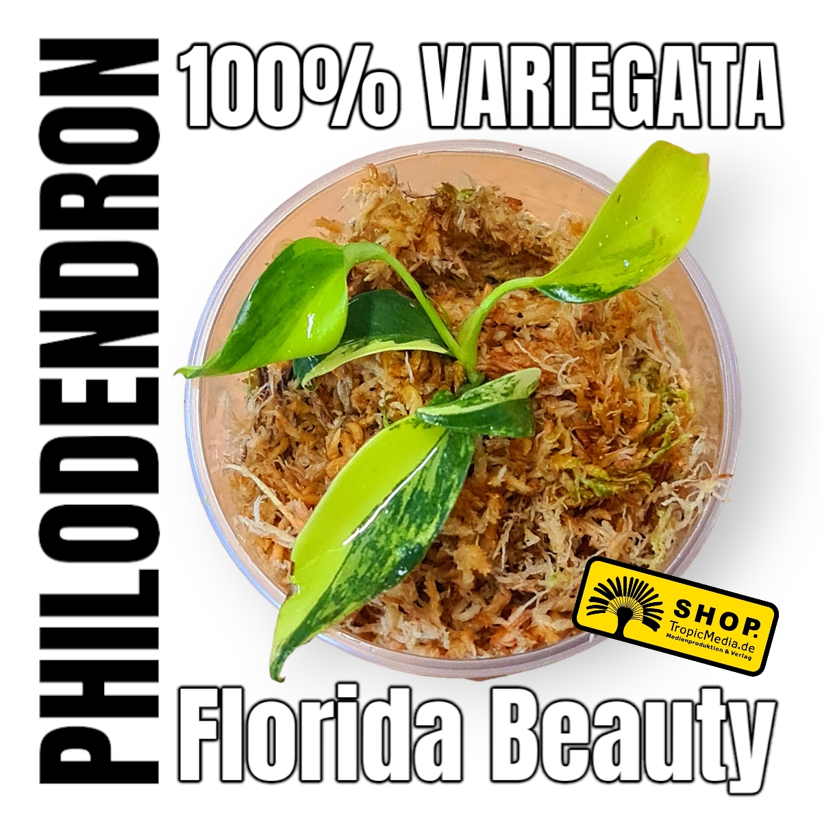 Philodendron Florida Beauty 100% Variegata