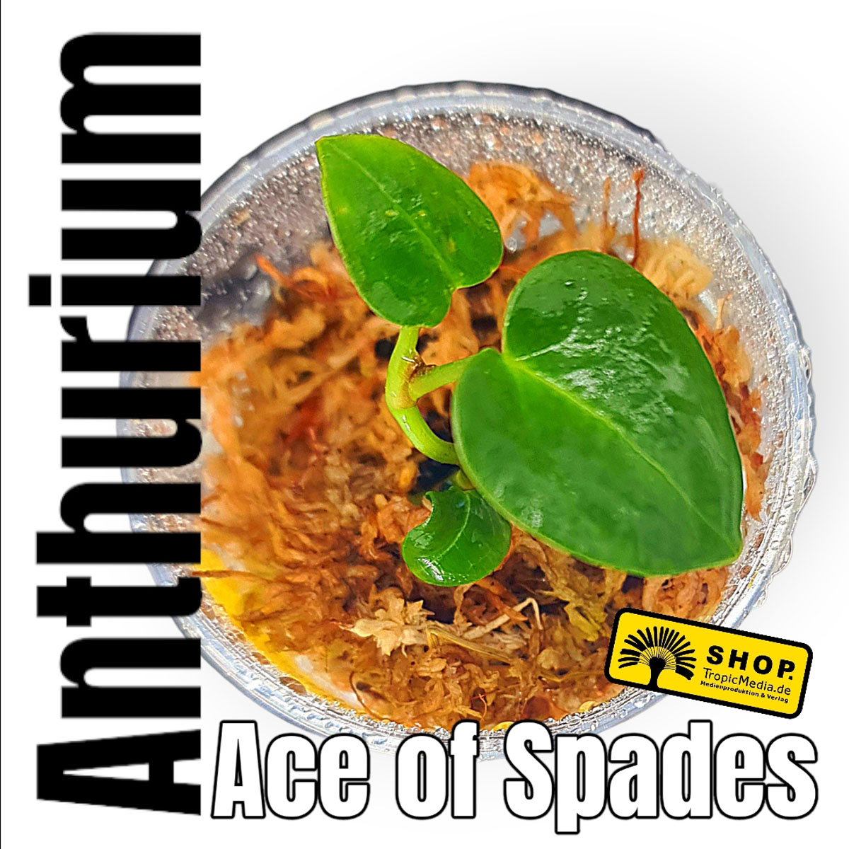 Anthurium Ace of Spades