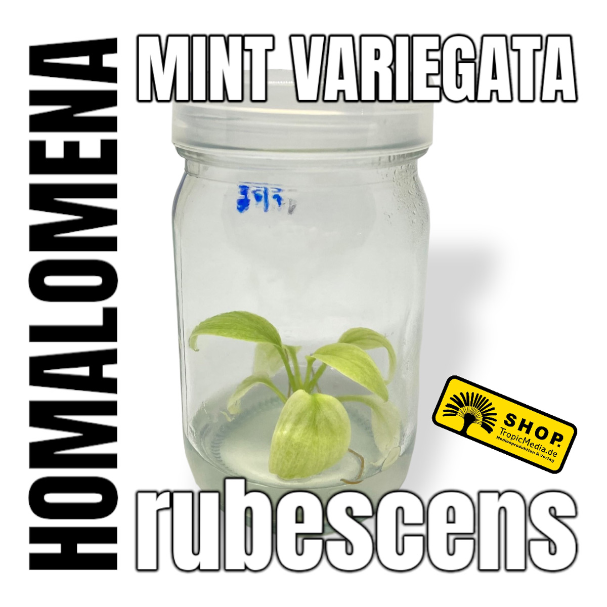 Homalomena rubescens Mint Variegata Tissue Culture (TC)
