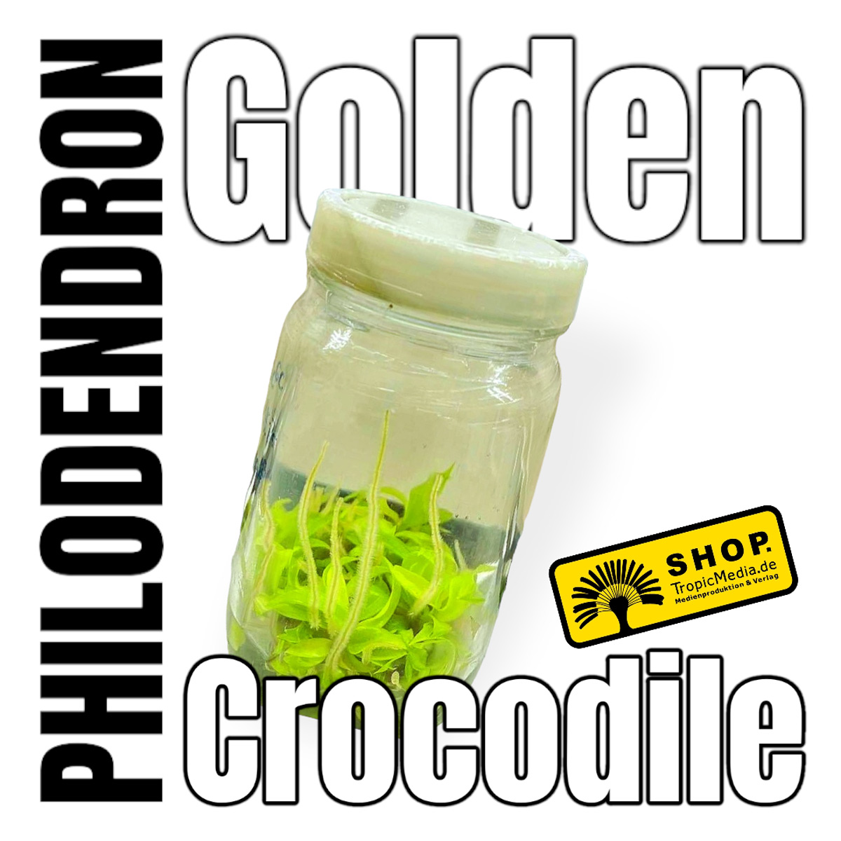 Philodendron Golden Crocodile Tissue Culture (TC)