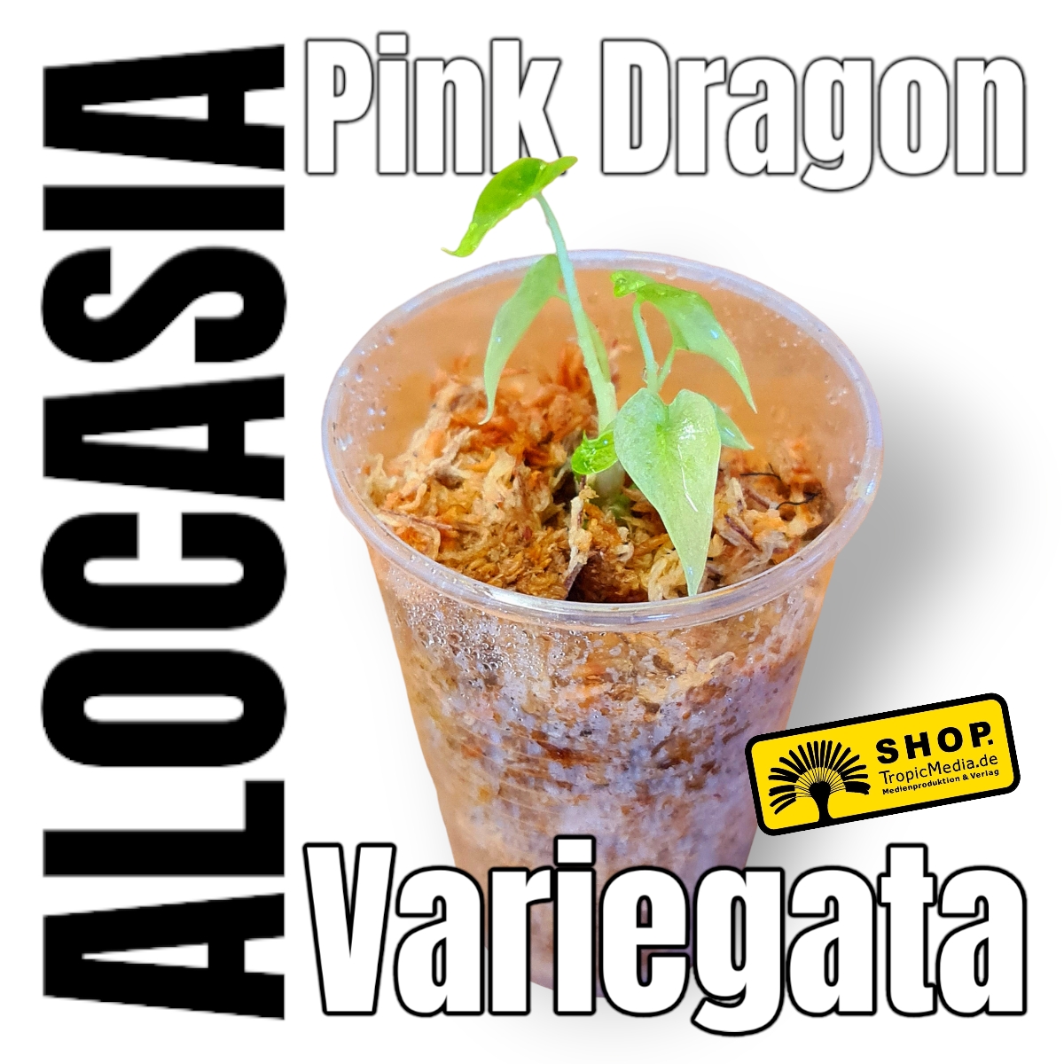 Alocasia Pink Dragon 100% Variegata