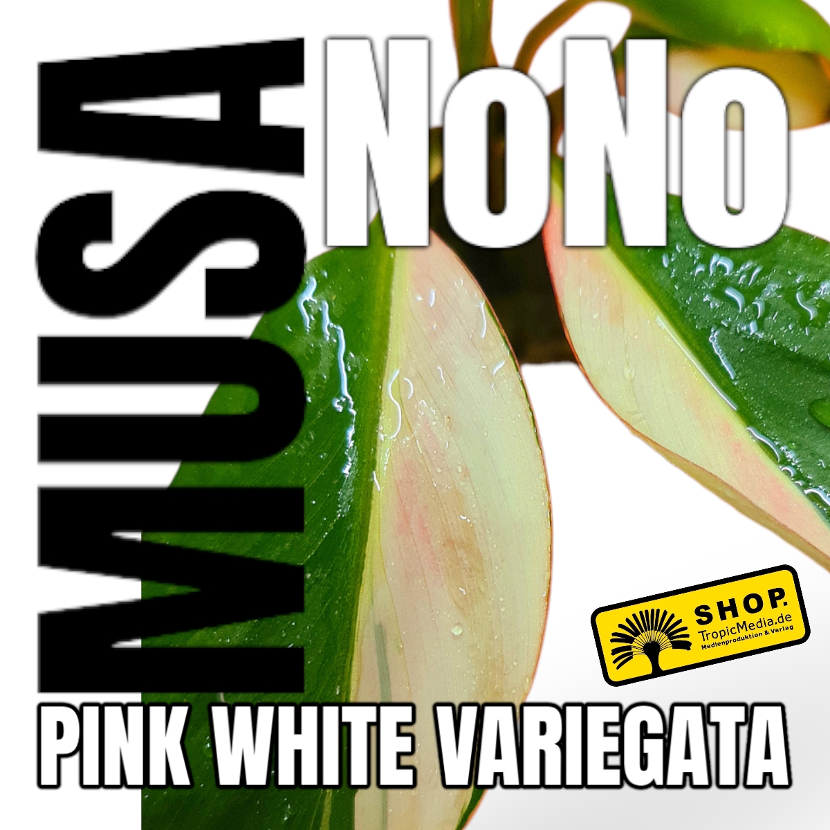 Pinke Banane - Musa NoNo Pink 100% Variegata