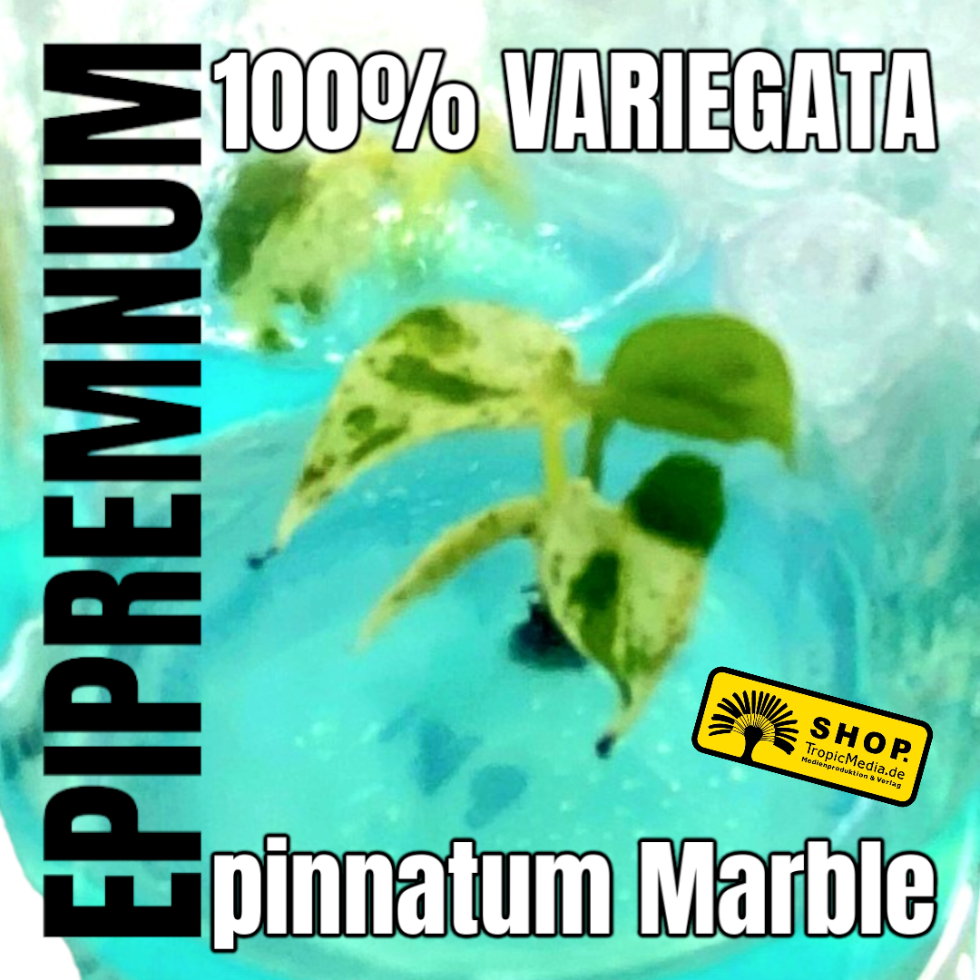 Epipremnum pinnatum Marble Tissue Culture (TC)