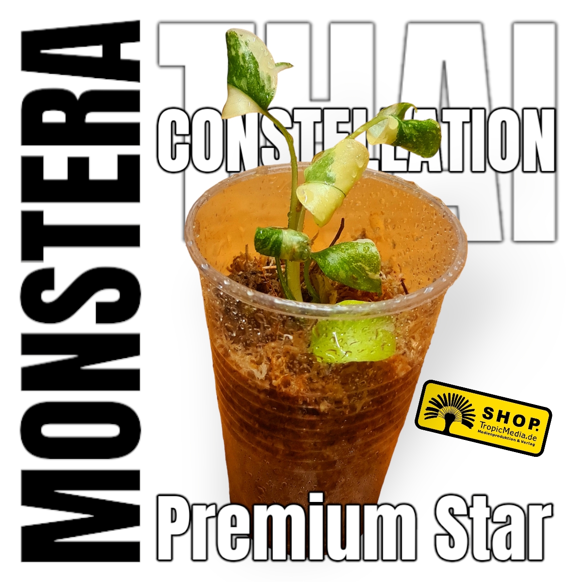 Monstera Thai Constellation Premium Star