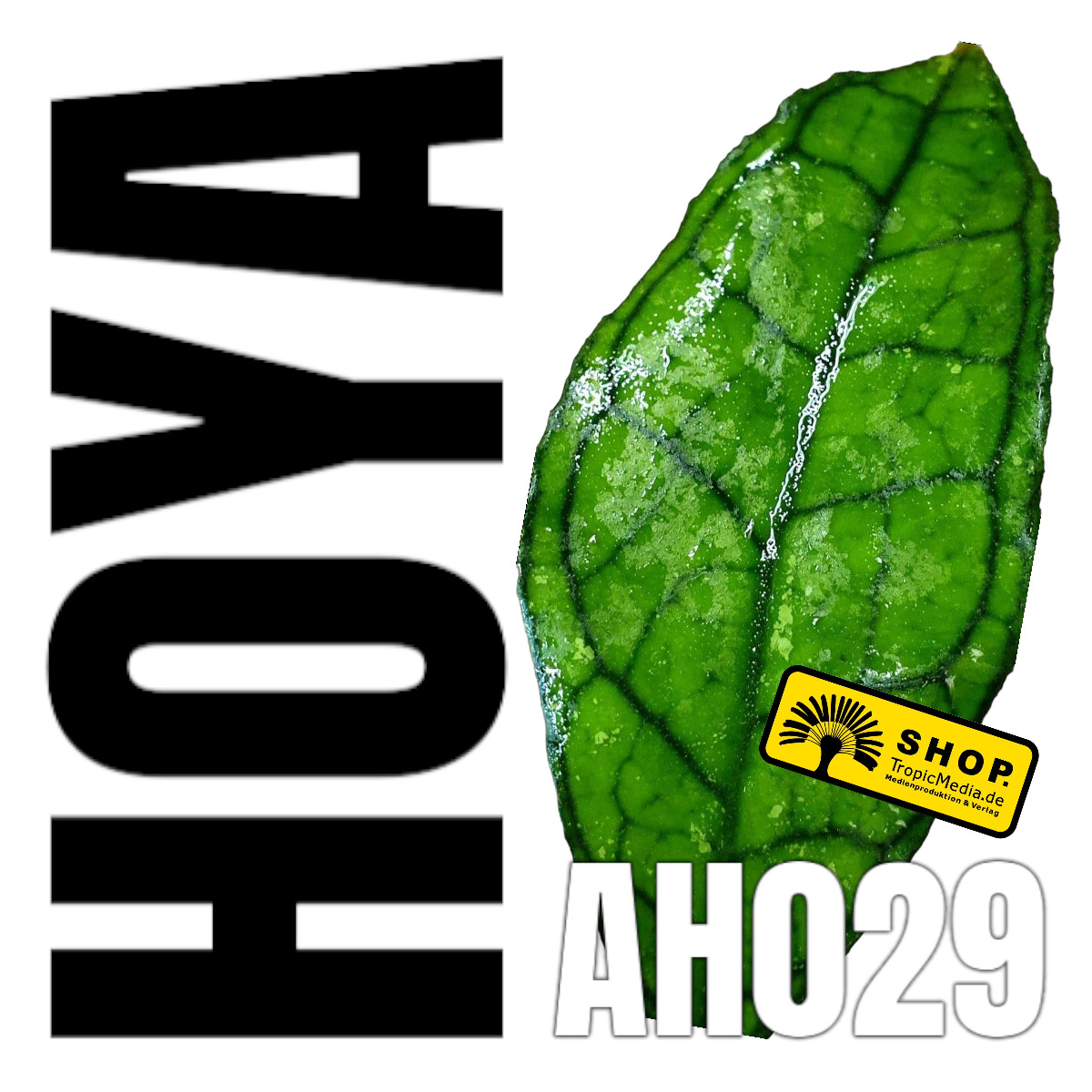 Hoya cv. AH029
