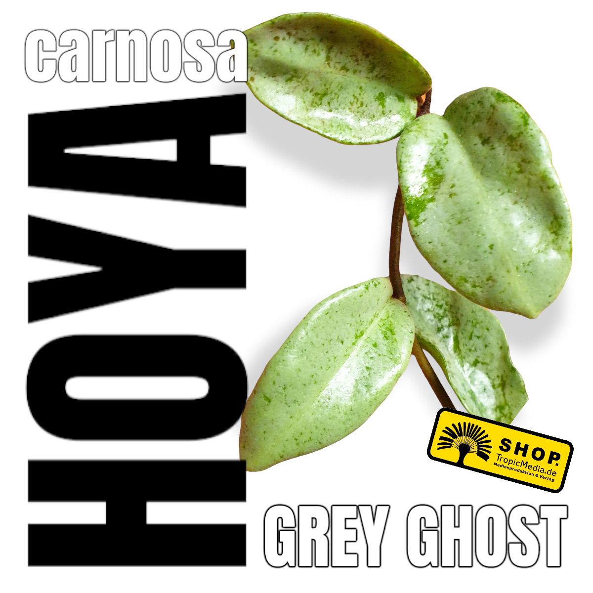 Hoya carnosa GRAY GHOST