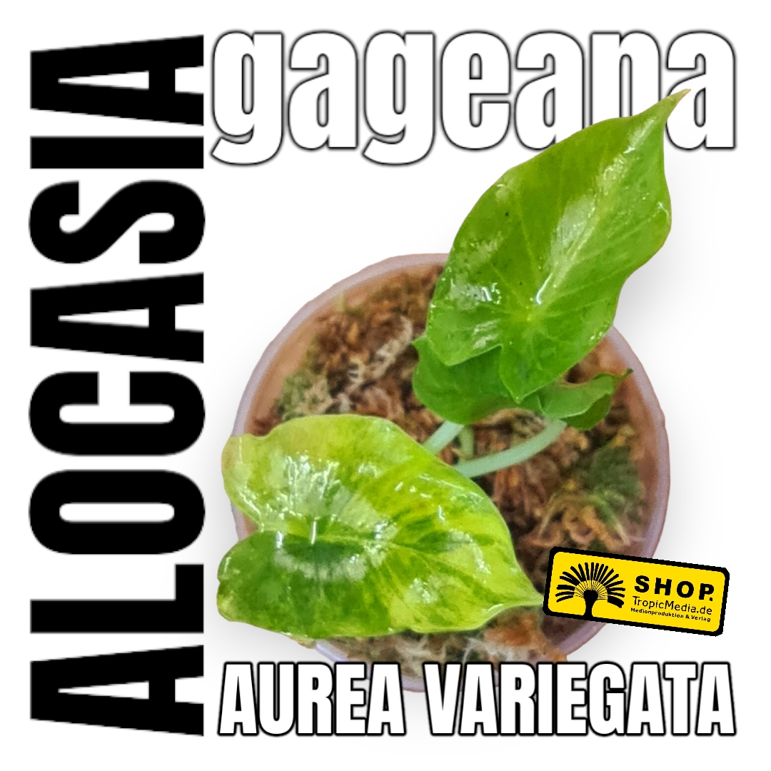Alocasia gageana Aurea Variegata
