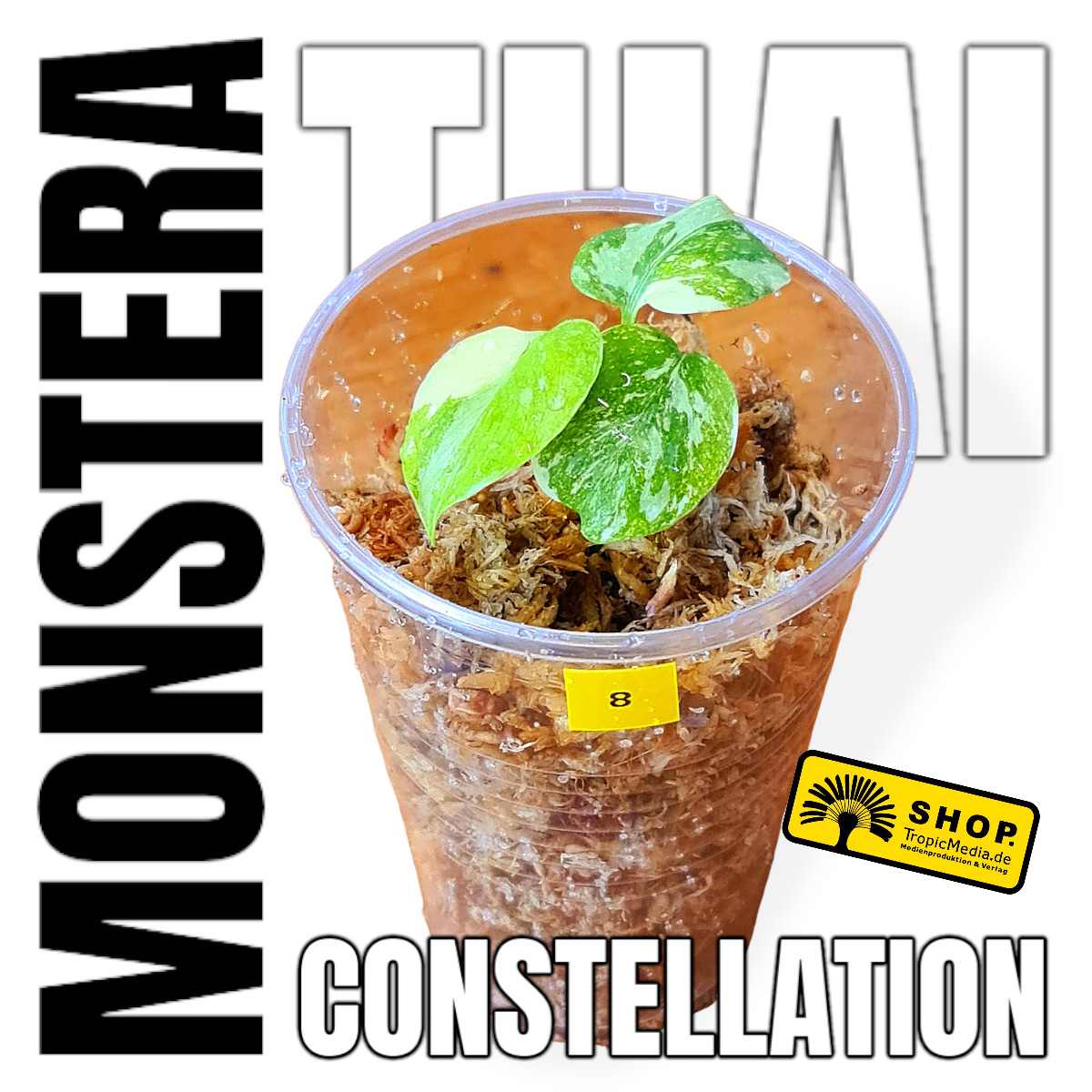 Monstera Thai Constellation 100% Variegata