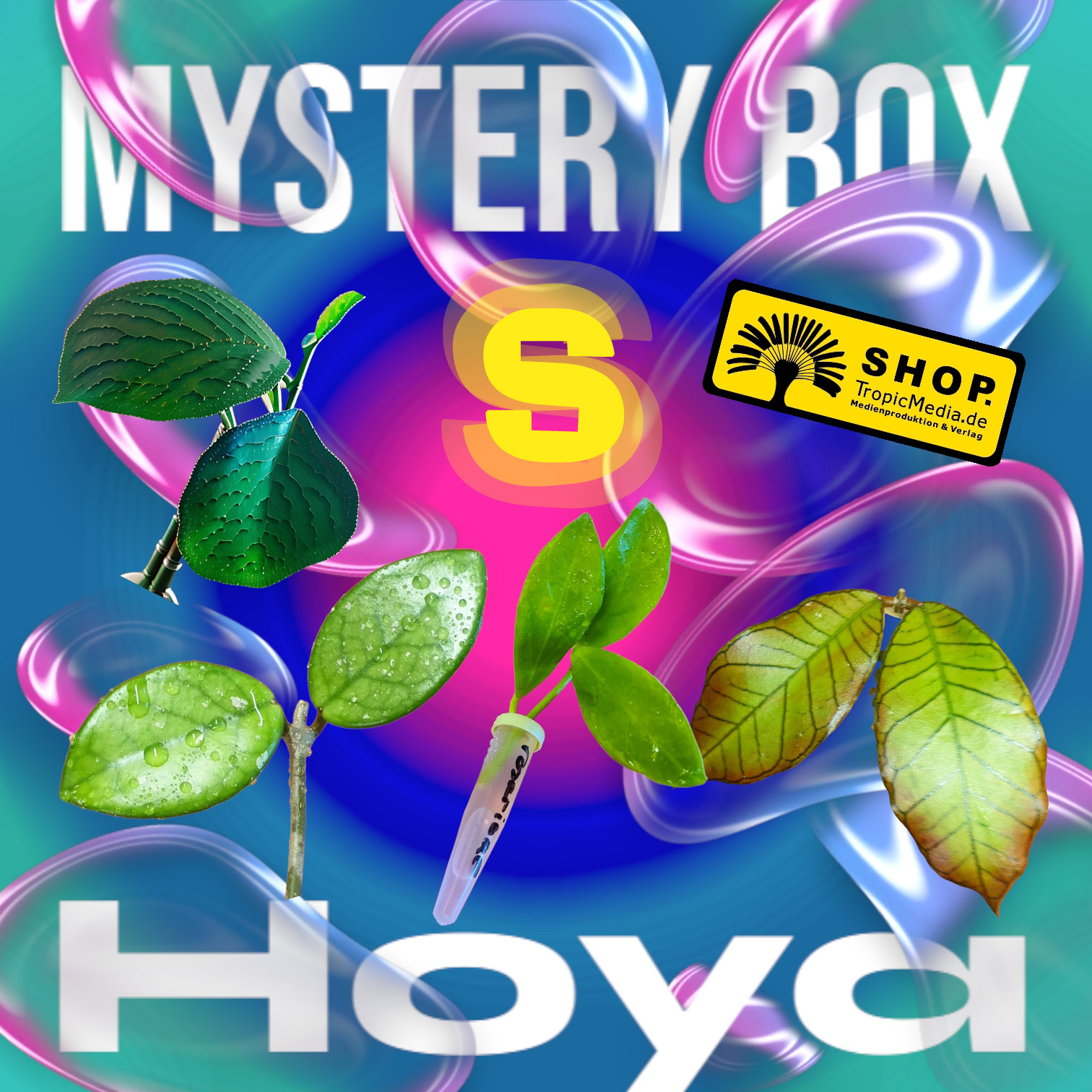 Hoya Mystery Box