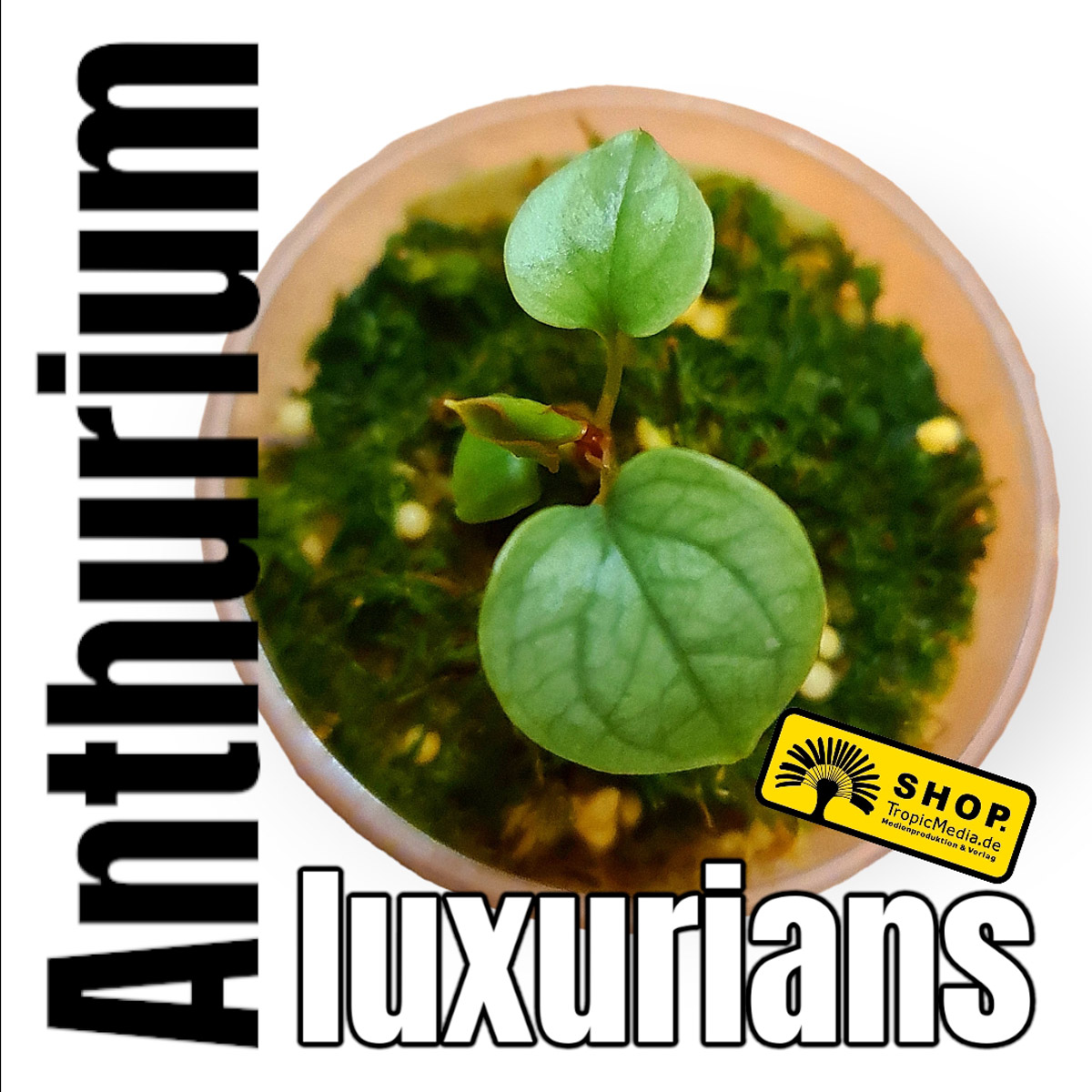 Anthurium luxurians